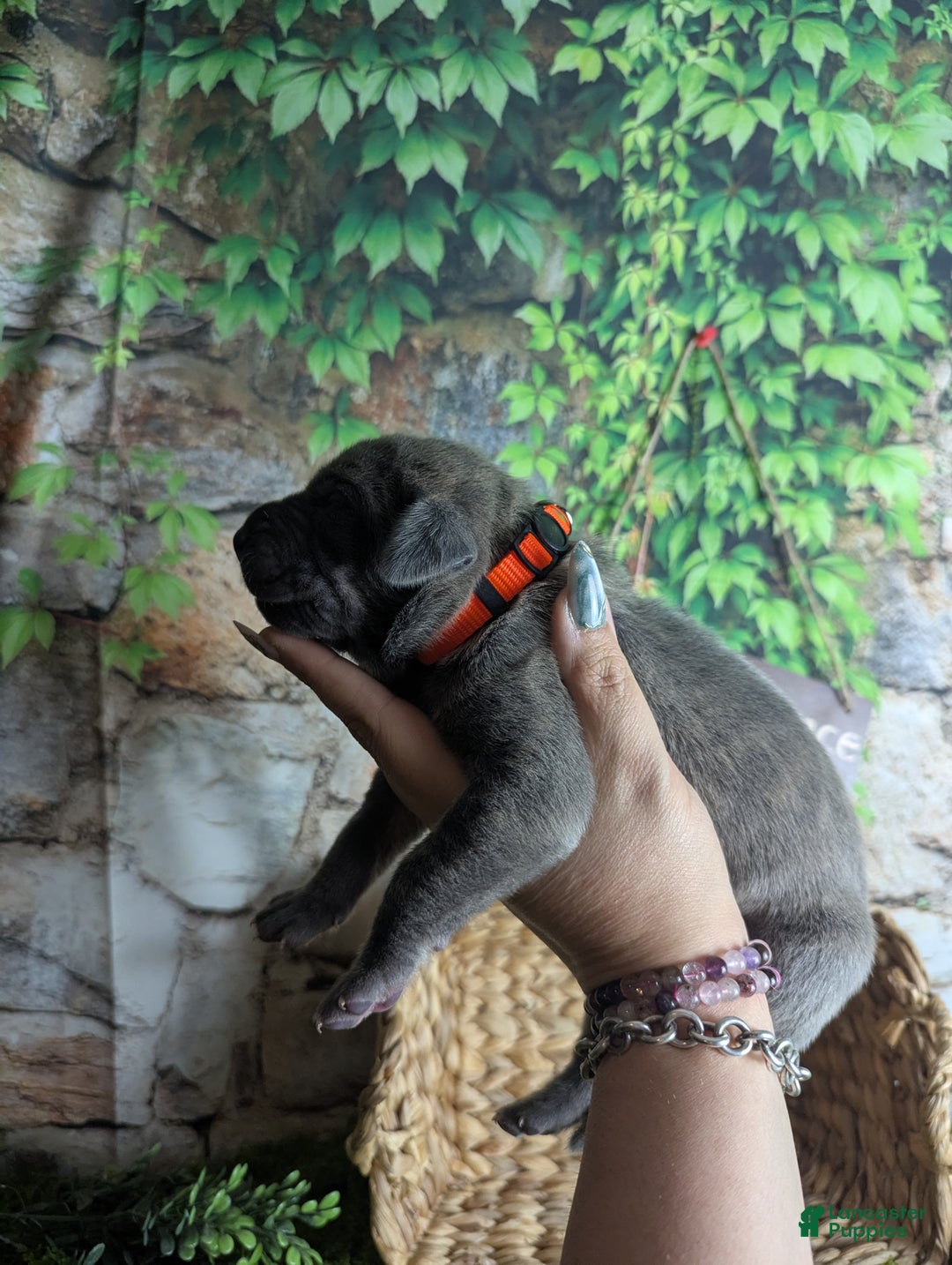 Great Dane dogs for sale: Legolas Blue Brindle Male Great Dane Puppy - Ad 4