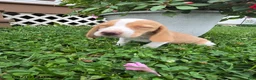 Beagle dogs for sale: Primrose - Ad 5