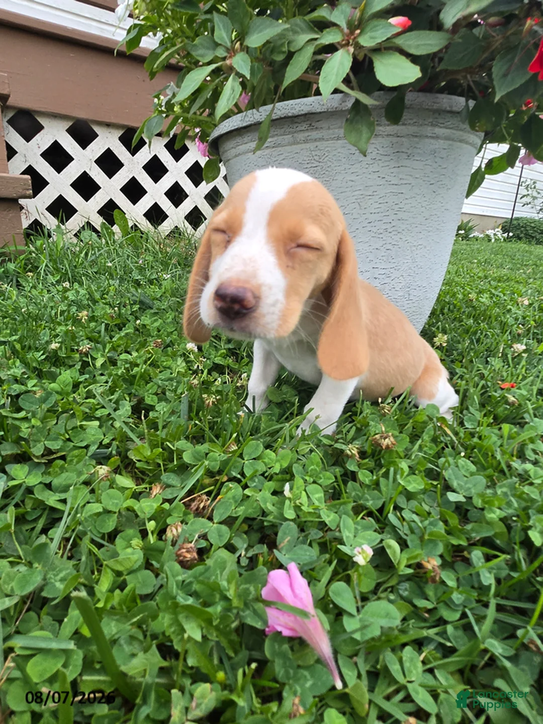 Beagle dogs for sale: Primrose - Ad 5