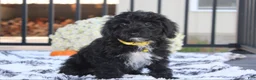 Yorkiepoo dogs for sale: Ranger  - Ad 4