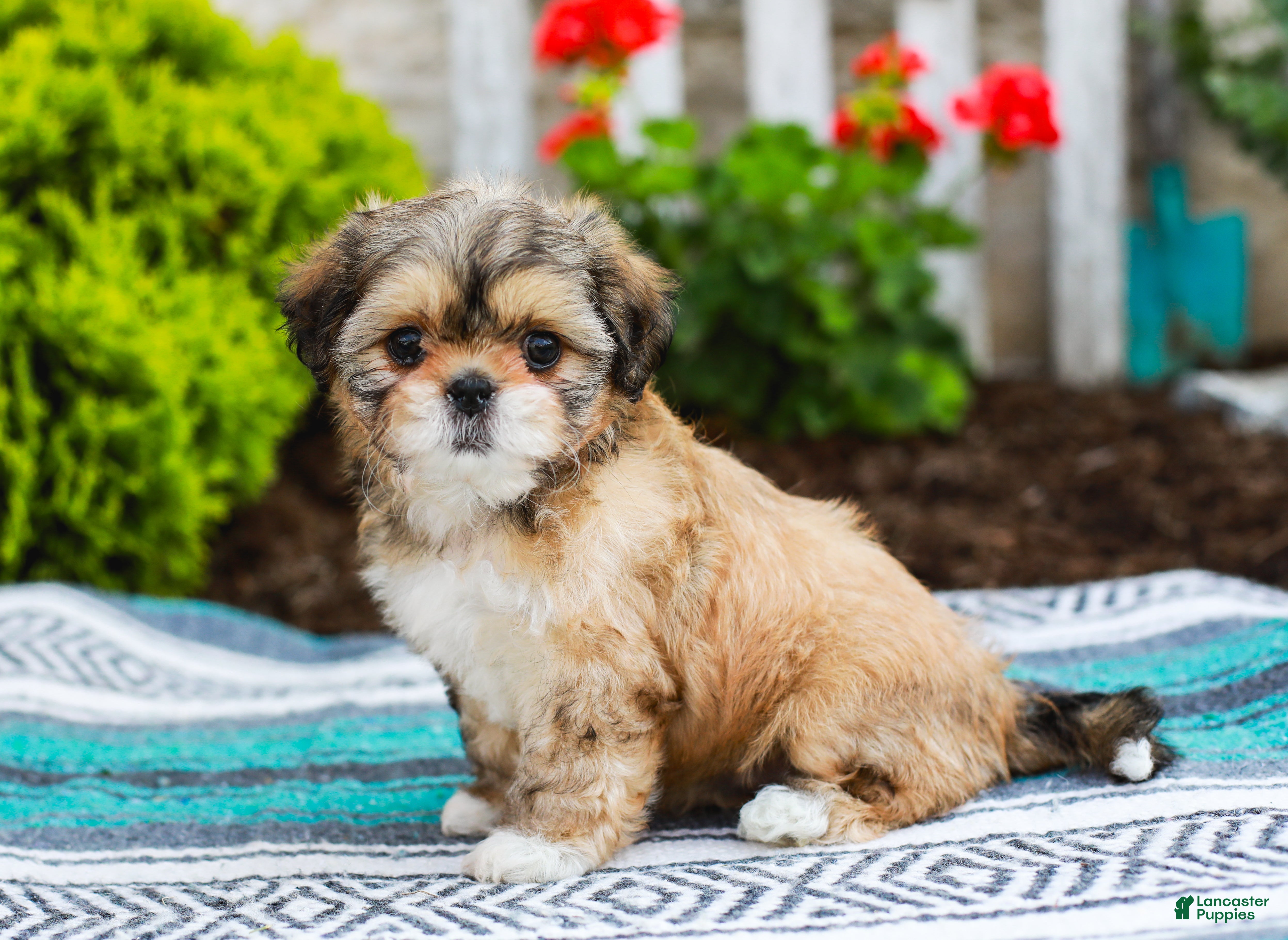 Shih Tzu dogs Breezy (Raised in Home, Crate Trained & Potty Training!) - Ad 2