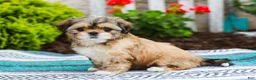 Shih Tzu dogs for sale: Breezy (Raised in Home, Crate Trained & Potty Training!) - Ad 2