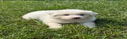 Great Pyrenees dogs for sale: Mrs Green  - Ad 5