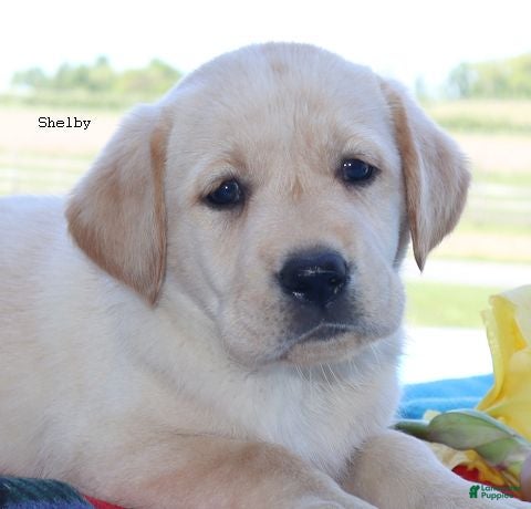 Labrador Retriever dogs Shelby- English Champ lines - Ad 1