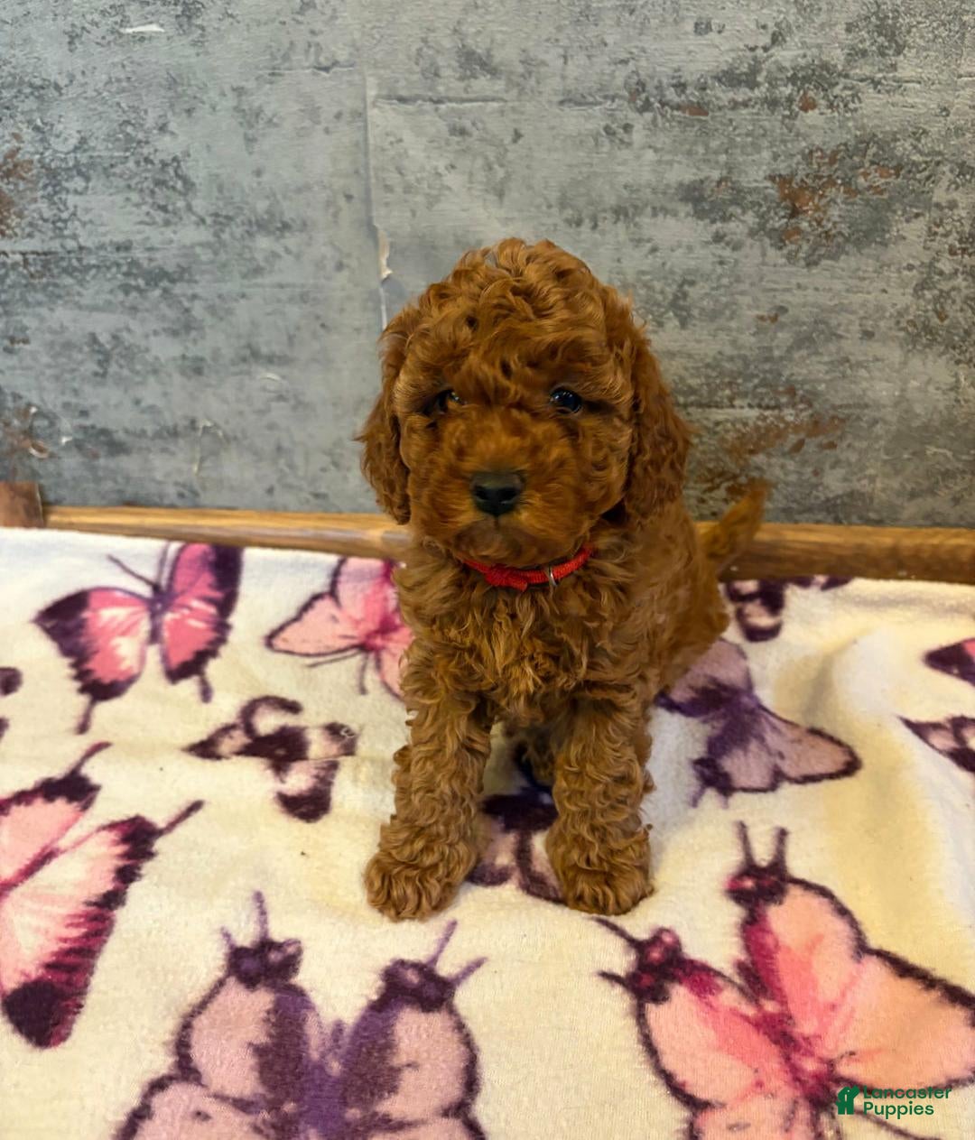 Cockapoo dogs Lucy - Ad 30