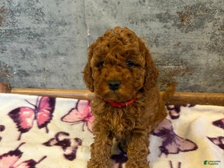 Cockapoo dogs Lucy - Ad 16