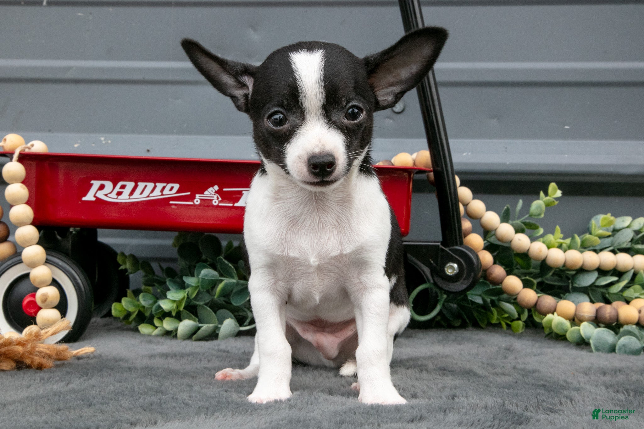 Chihuahua dogs Niles - Ad 2
