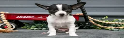 Chihuahua dogs for sale: Niles - Ad 2