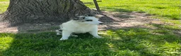 Australian Shepherd dogs for sale: Jackie - Ad 5