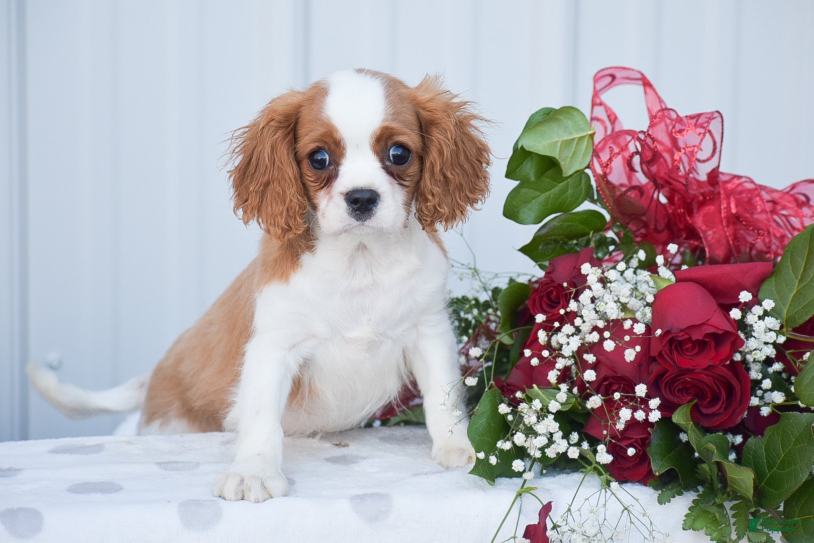 Cavapoo dogs Kalvin - Ad 1