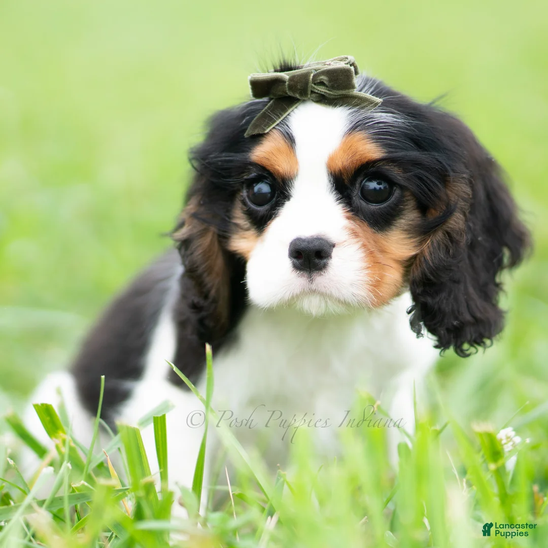 Cavalier King Charles Spaniel dogs for sale: Charles - Ad 2