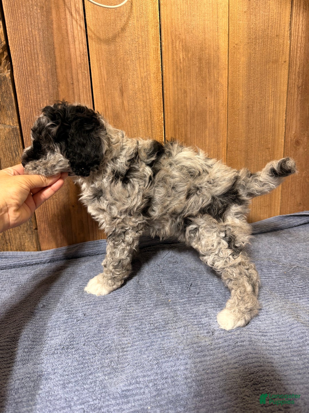 Mixed Breed dogs for sale: Medium F1b Bernedoodle - Savannah - Ad 3