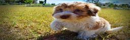 Havapoo dogs for sale: Nemo - Ad 7