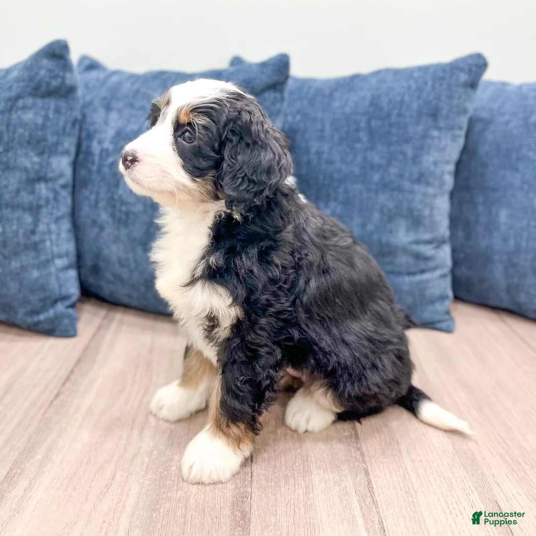 Mini Bernedoodle dogs for sale: Honey - Ad 7
