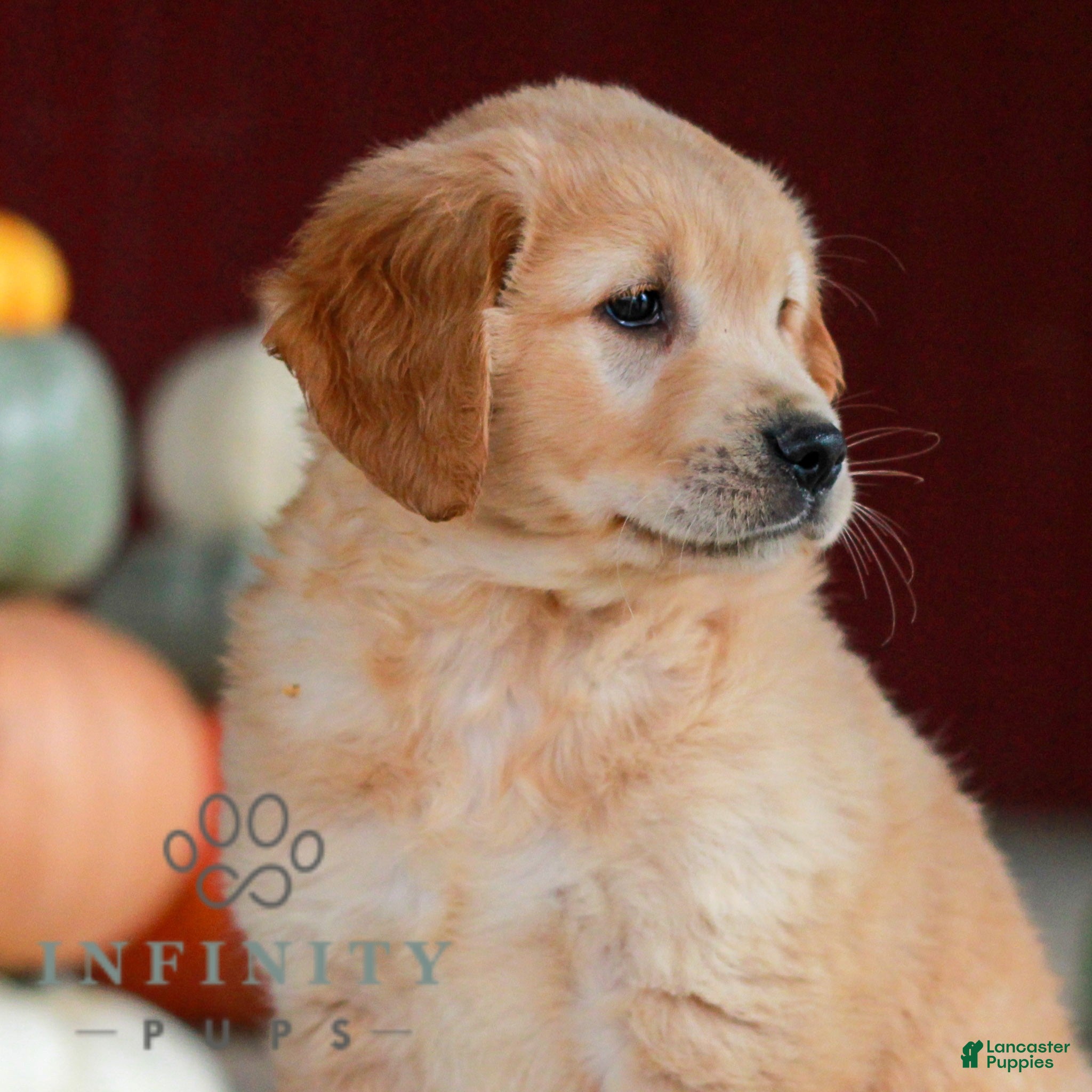 Golden Retriever dogs for sale: Lilac  - Ad 2