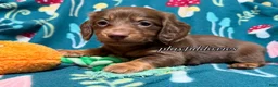 Miniature Dachshund dogs for sale: AKC Darker Chocolate and Tan Long Haired Male Miniature Dachshund - Ad 7