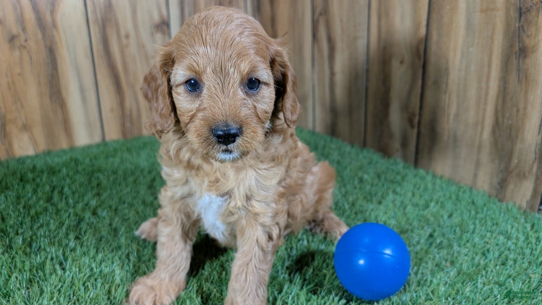 Cavapoo dogs for sale: Milly Boy 1 - Ad 5