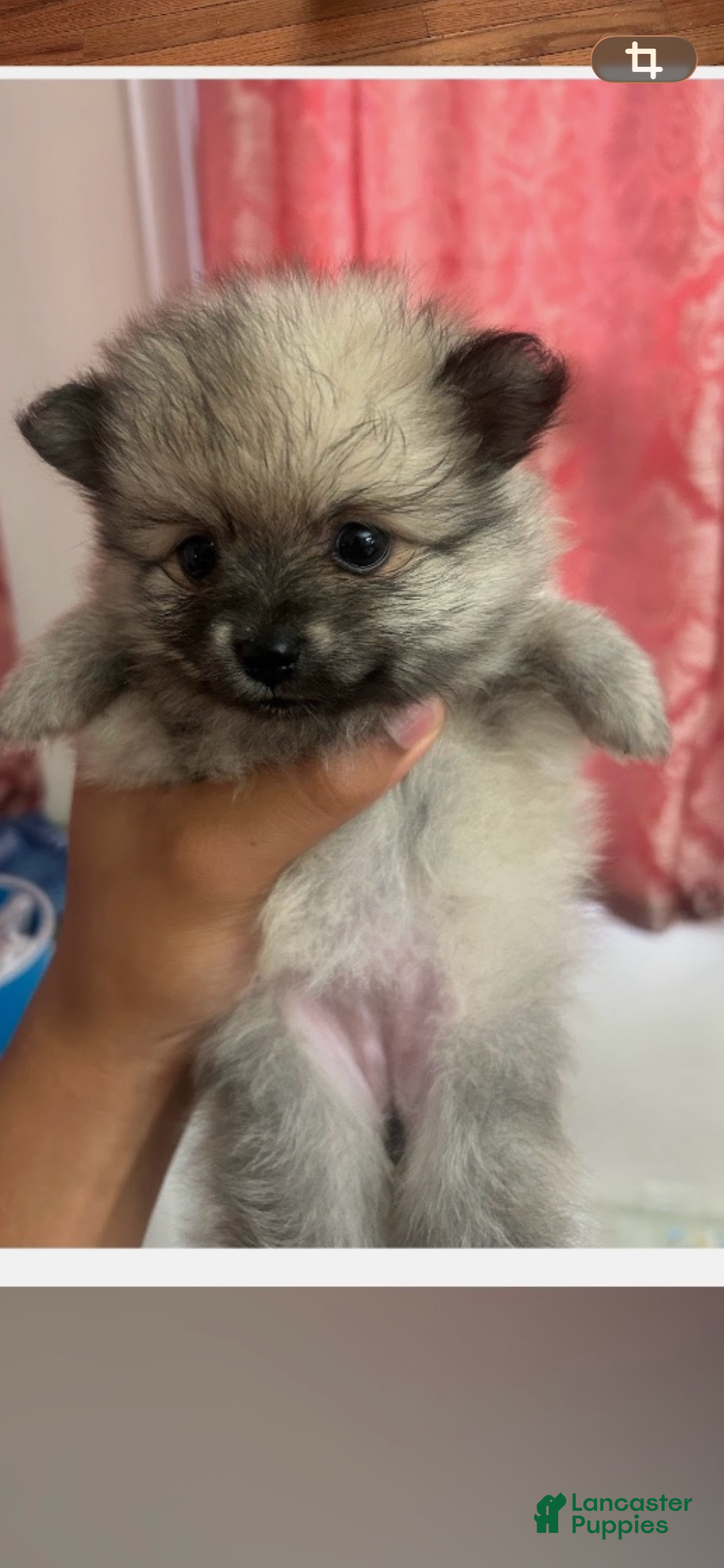 Pomeranian dogs for sale: Pomeranian 1 - Ad 3