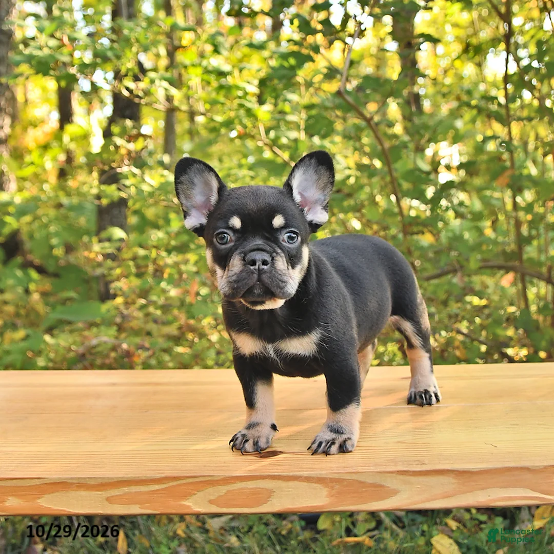 French Bulldog dogs for sale: Axel - Ad 2