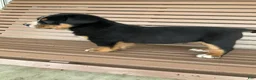 Greater Swiss Mountain Dog dogs for sale:  Bart - Ad 4