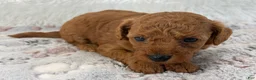 Toy Poodle dogs for sale: Yvonne - Ad 15