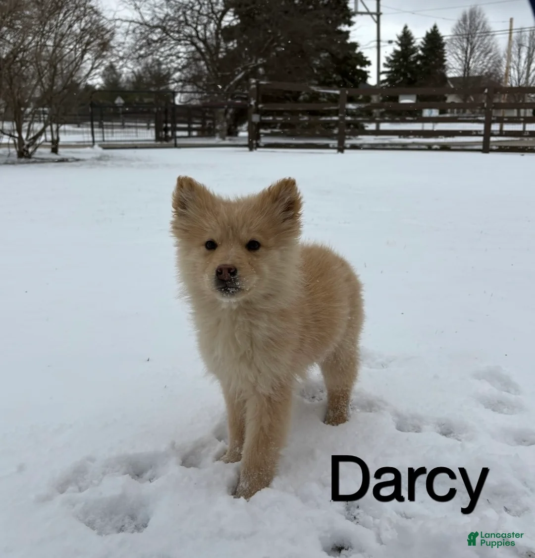 Siberian Husky dogs for sale: Siberian Husky Puppy 3 - Ad 1