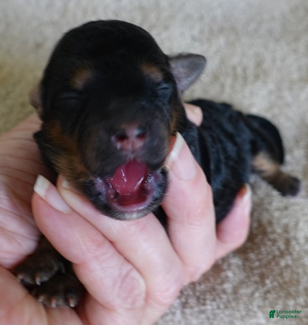 Maltipoo dogs for sale: Aurora - Ad 2