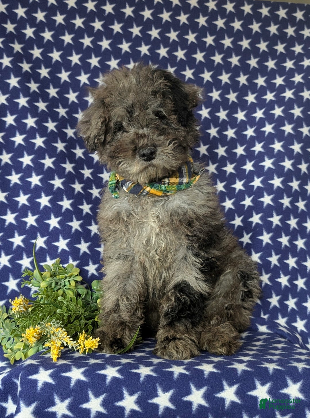 Miniature Poodle dogs for sale: Wesley - Ad 4