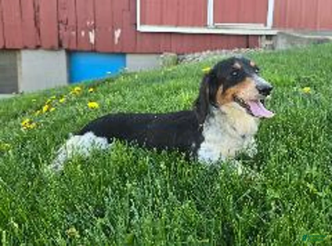 Miniature Dachshund dogs for sale: Chloe - Ad 9