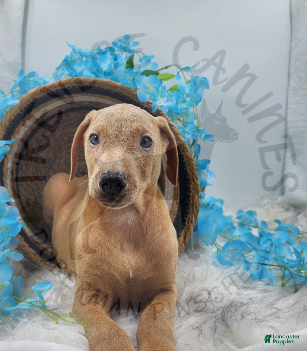 Doberman Pinscher dogs for sale: Aspen - Ad 6