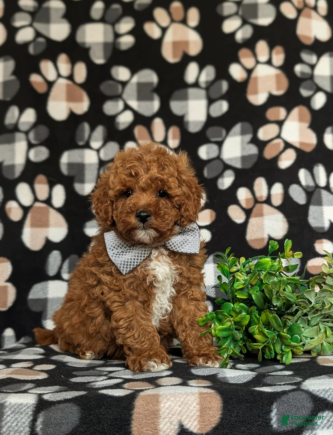Miniature Poodle dogs for sale: Salvador 10 lbs Full Grown - Ad 2