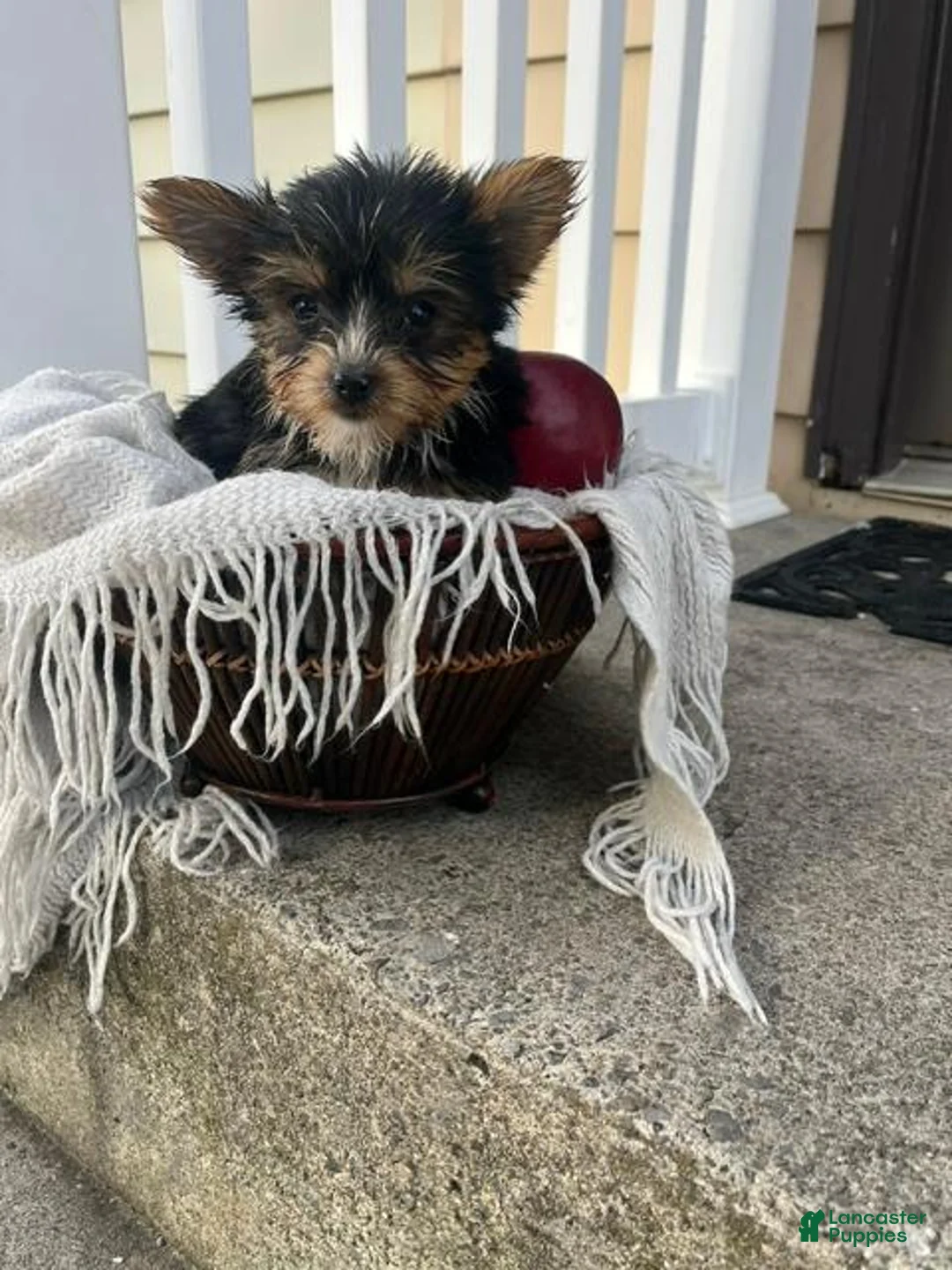 Yorkshire Terrier dogs for sale: Mark - Ad 3