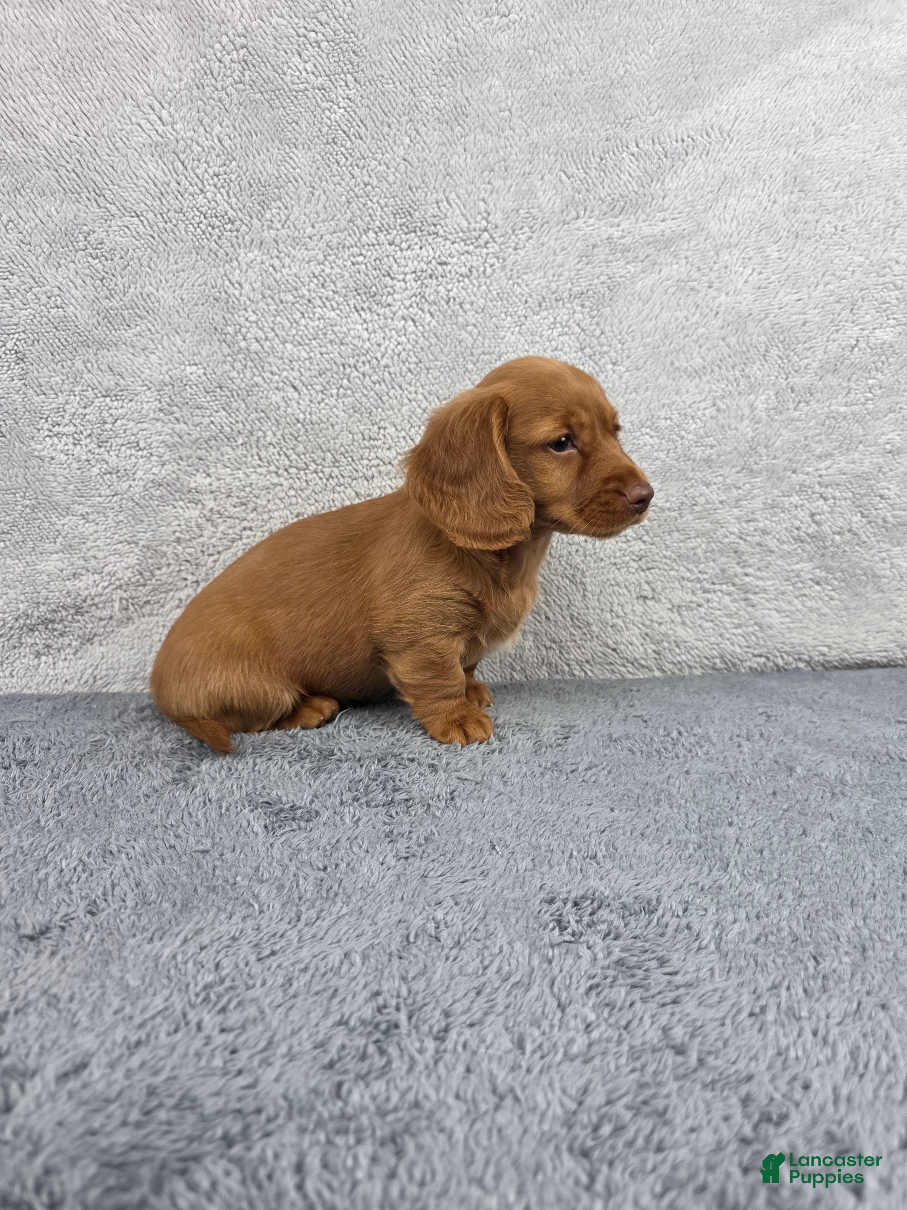 Miniature Dachshund dogs Sadie - Ad 2