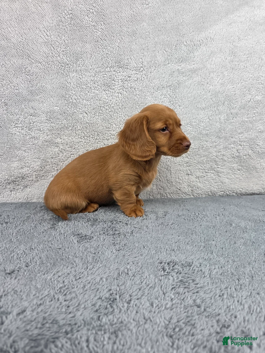 Miniature Dachshund dogs for sale: Sadie - Ad 2