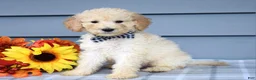 Goldendoodle dogs for sale: Oscar - Ad 9