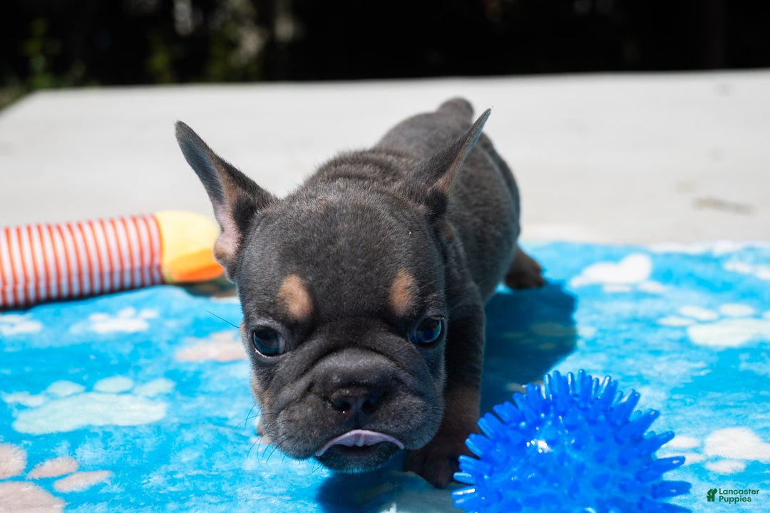 French Bulldog dogs for sale: LilBoy - Ad 7