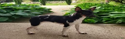 Rat Terrier dogs for sale: Tasha *Updated photos* - Ad 11