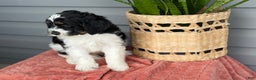 Mini Bernedoodle dogs for sale: Fenway - Ad 2