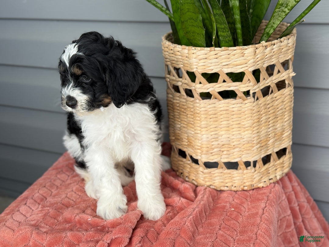 Mini Bernedoodle dogs for sale: Fenway - Ad 2