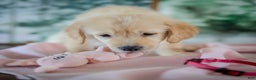 Golden Retriever dogs for sale: Pink - Ad 2