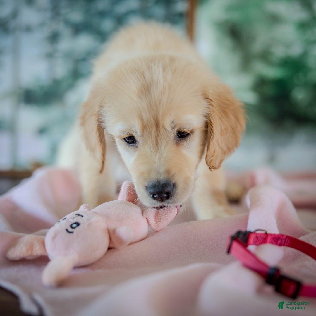 Golden Retriever dogs for sale: Pink - Ad 2