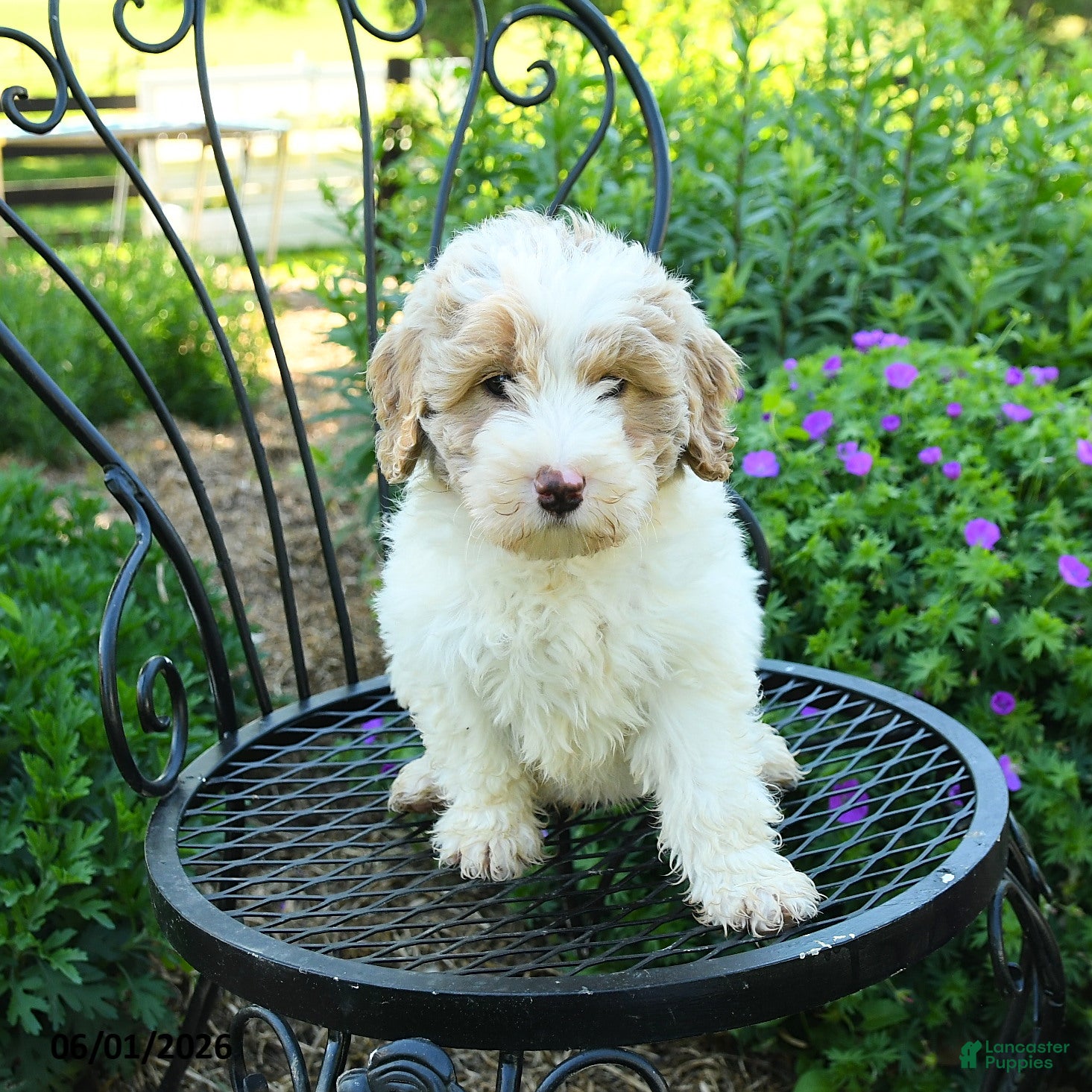 Mixed Breed dogs Parker - Ad 2