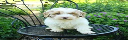 Mixed Breed dogs for sale: Parker - Ad 2