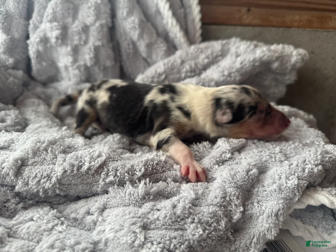 Collie dogs for sale: Louie - Ad 4