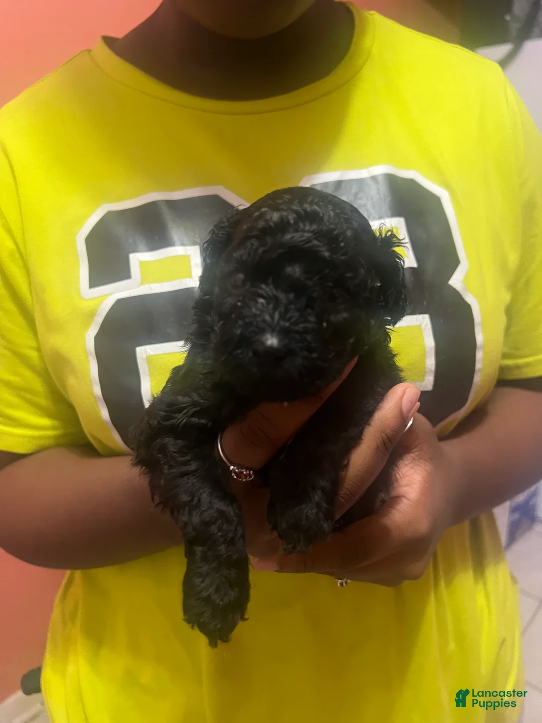 Miniature Poodle dogs for sale: Miniature Poodle 1 - Ad 2
