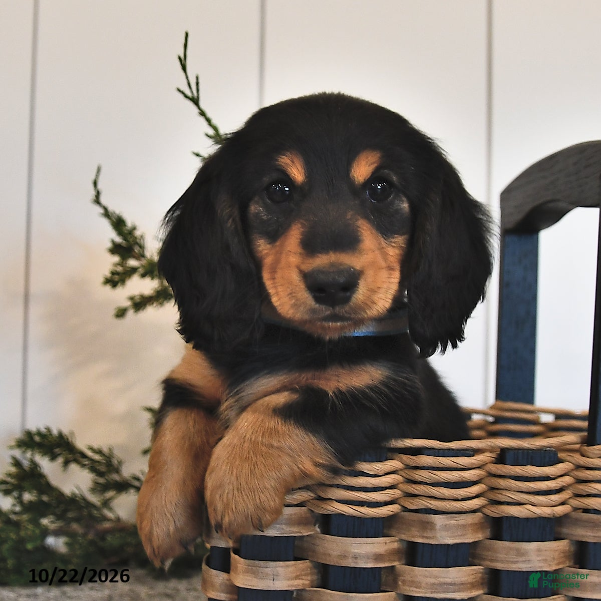 Miniature Dachshund dogs for sale: Frankie  - Ad 2