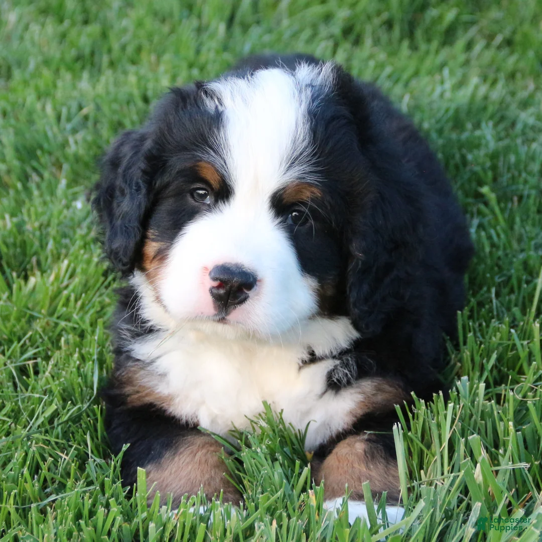 Bernese Mountain Dog dogs for sale: Teddy - Ad 2