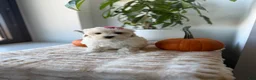 Maltipoo dogs for sale: Bubbles - Ad 1