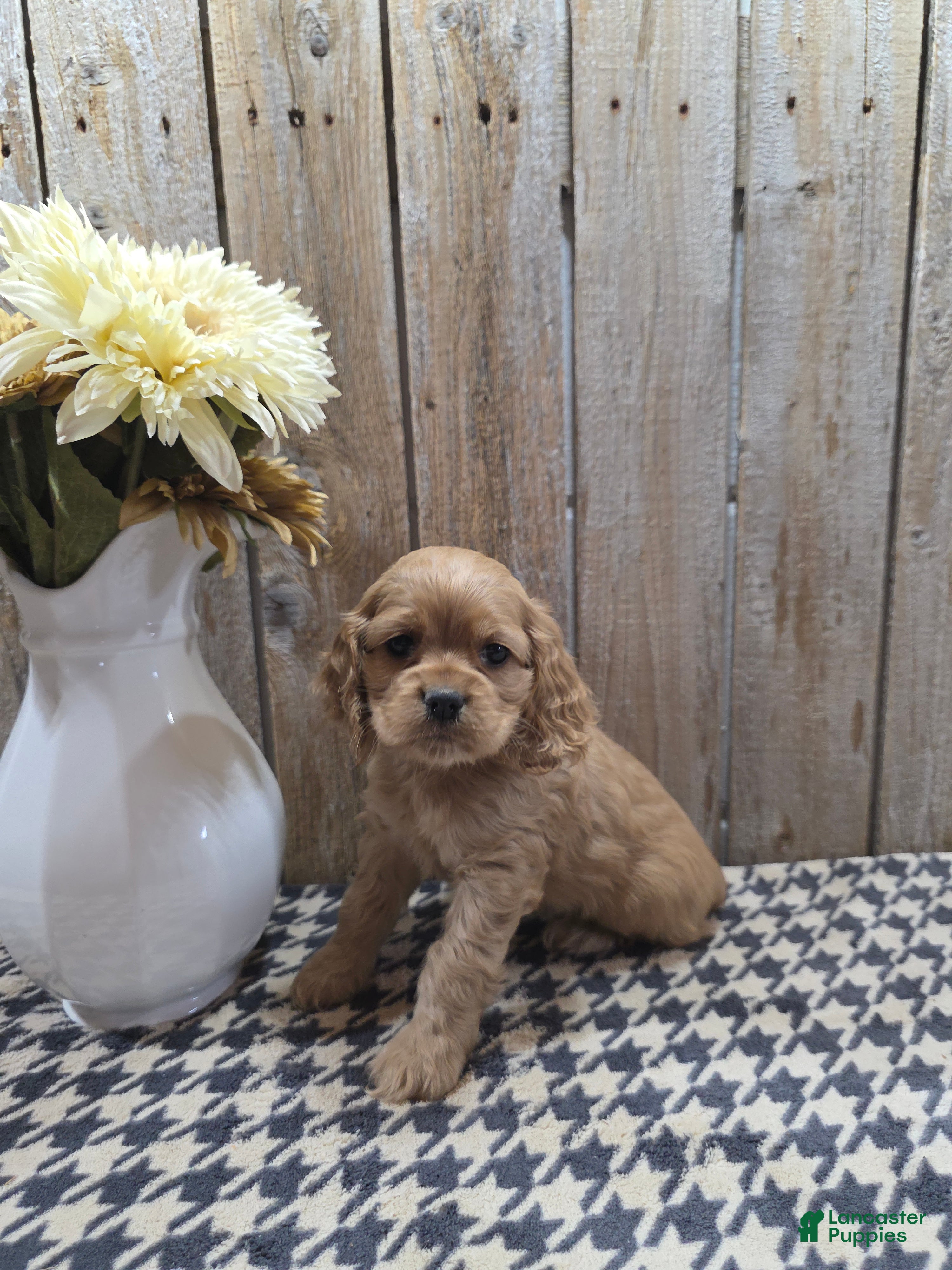 Cocker Spaniel dogs Scarlett - Ad 1