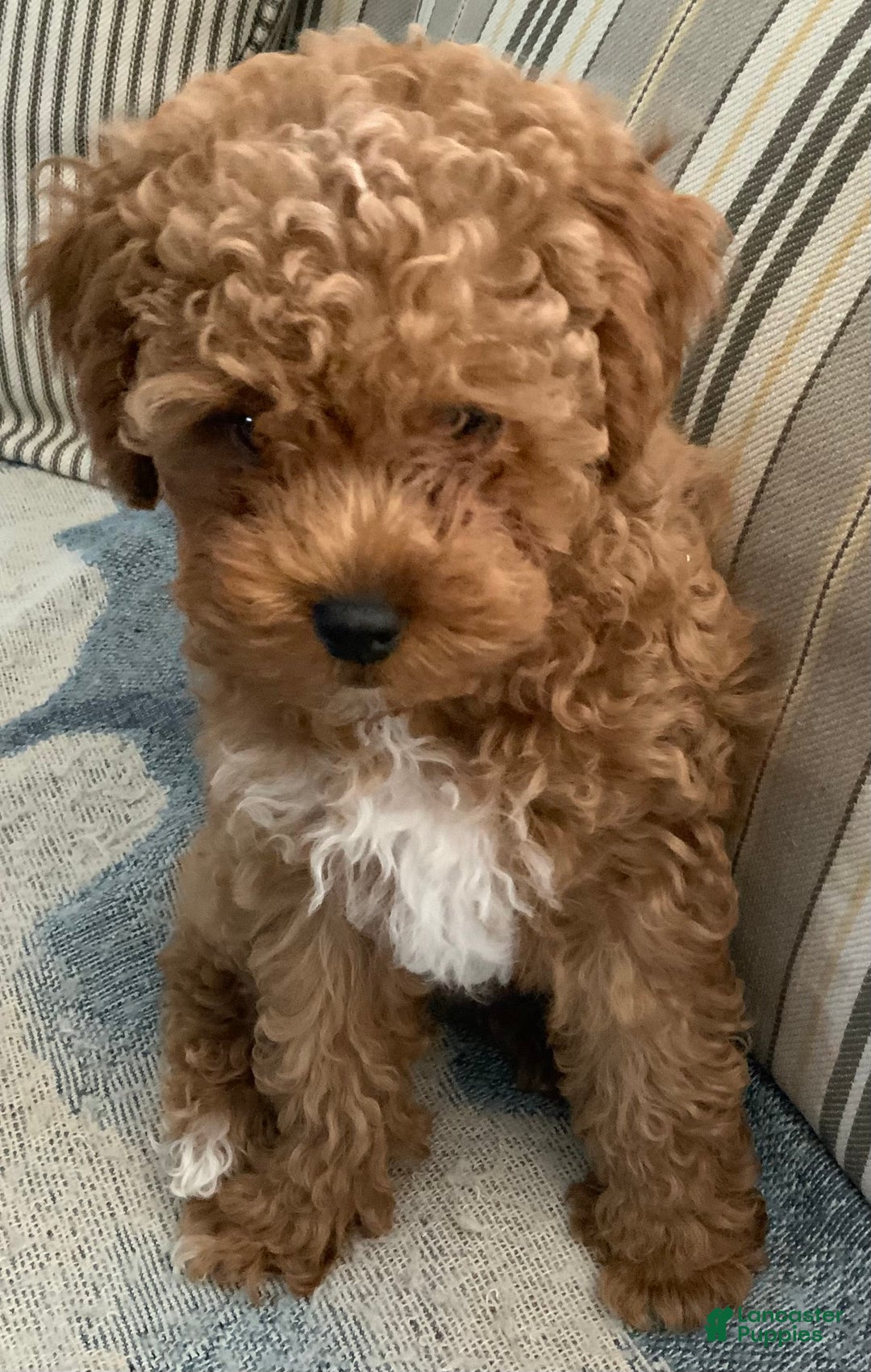 Gallery Image {{count}}